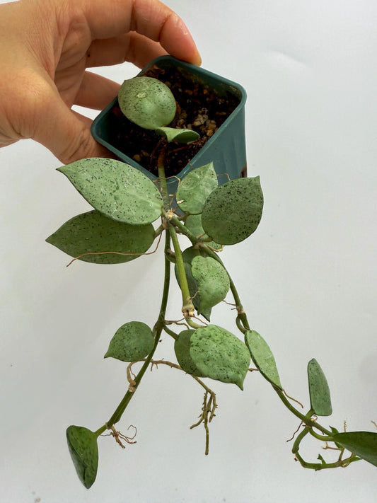 Hoya Lacunosa Silver Mint Coin