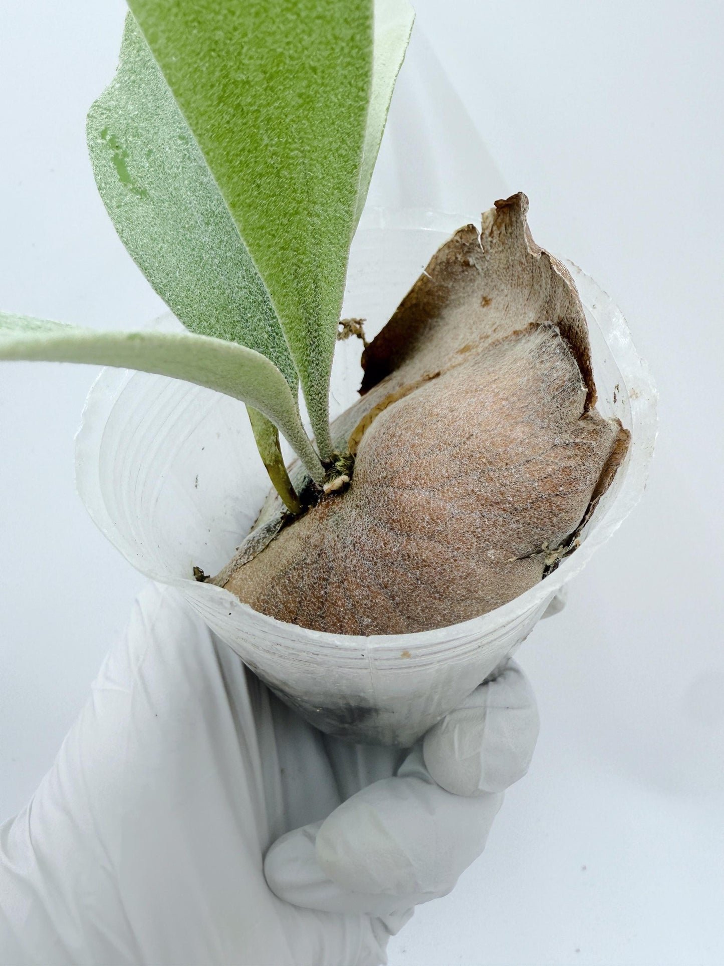 Platycerium Bifurcatum sp.White