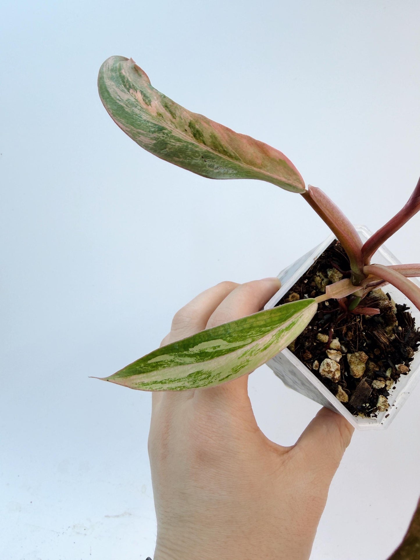 Philodendron Caramel Marble