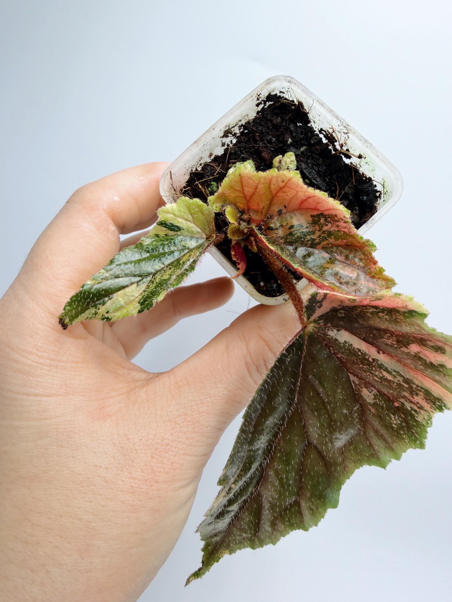 Begonia Ginny Galaxy Variegated