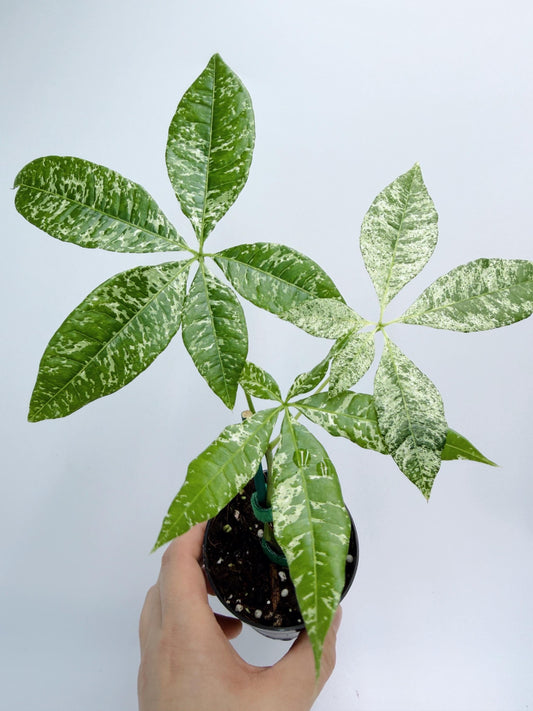 Variegated Money Tree