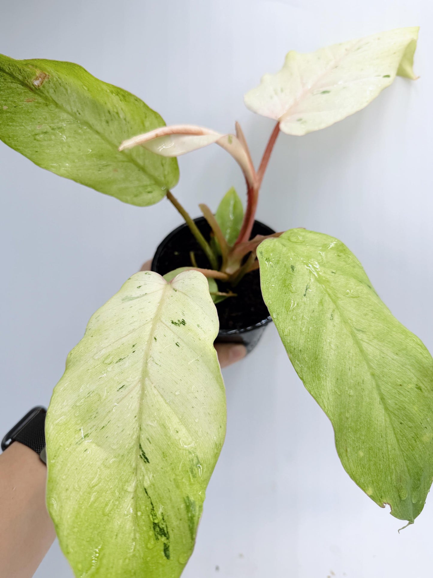Philodendron Snow Drift