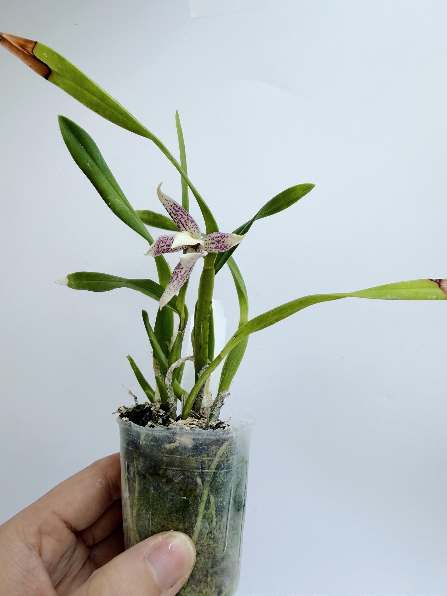 Encyclia garciana