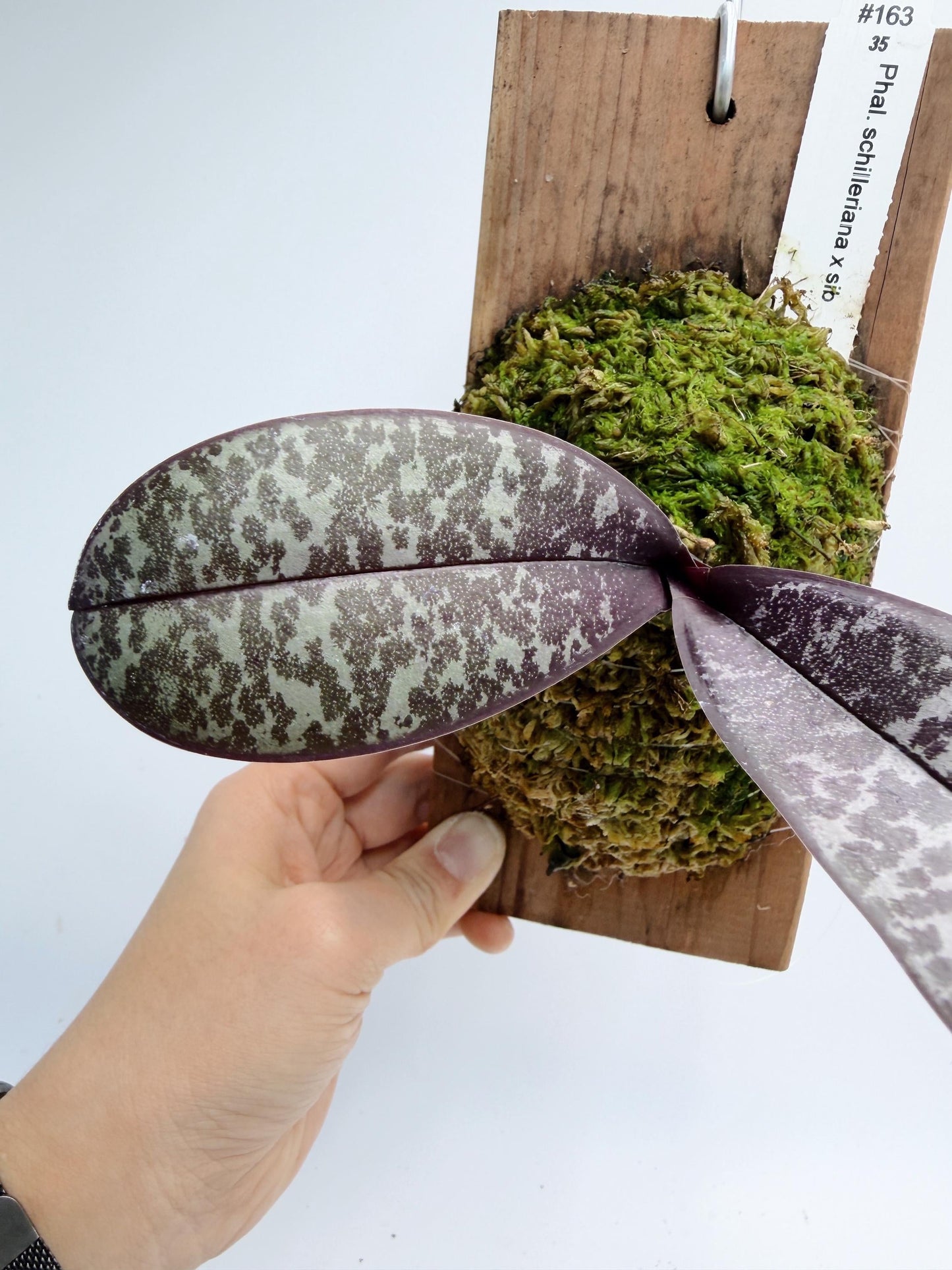 Phalaenopsis Schilleriana xSib