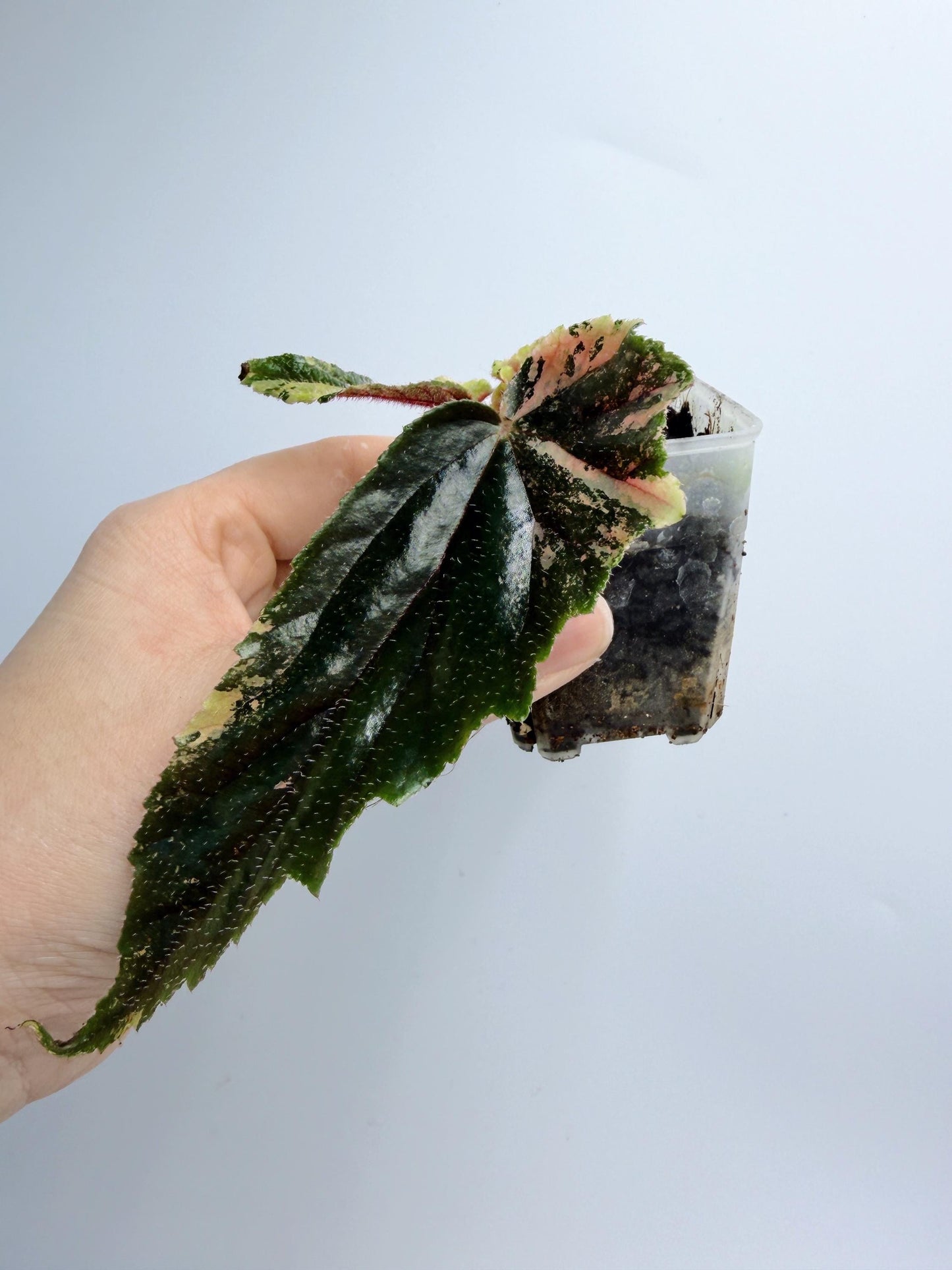 Begonia Ginny Galaxy Variegated