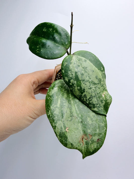 Hoya Michele Silver/Splash