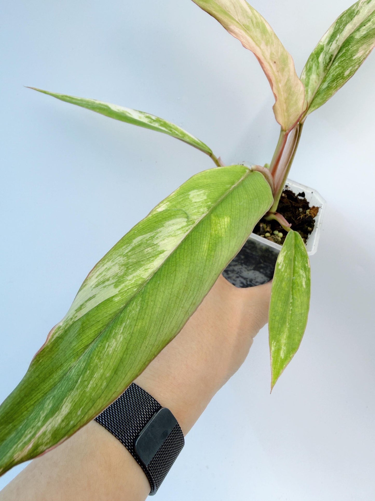 Philodendron Caramel Marble