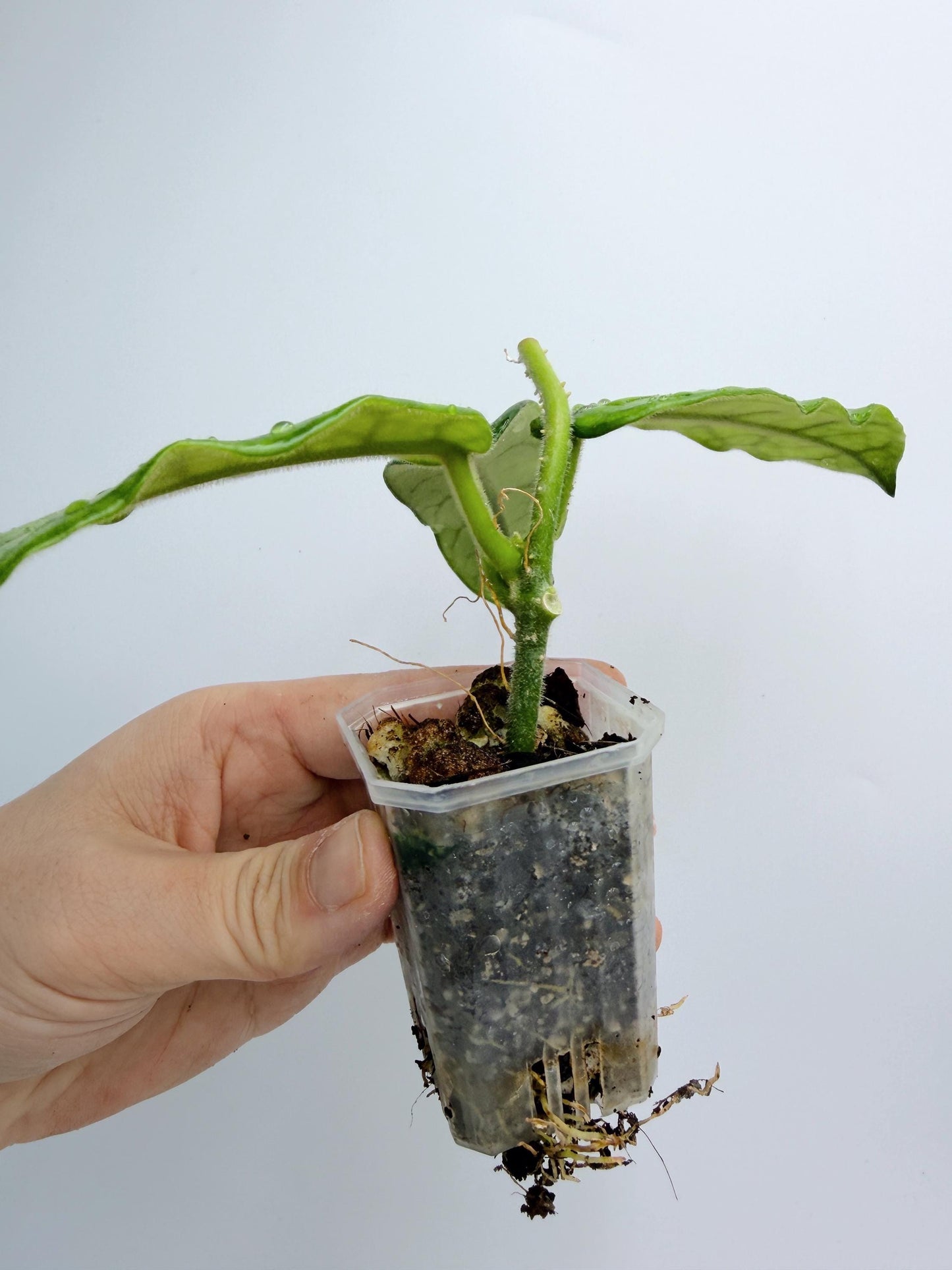 Hoya Globulosa (long leaf)