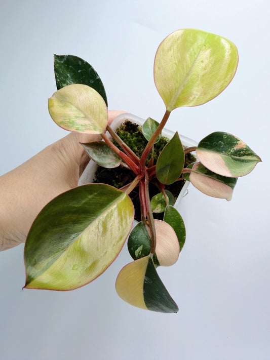 Philodendron Red Congo Variegated