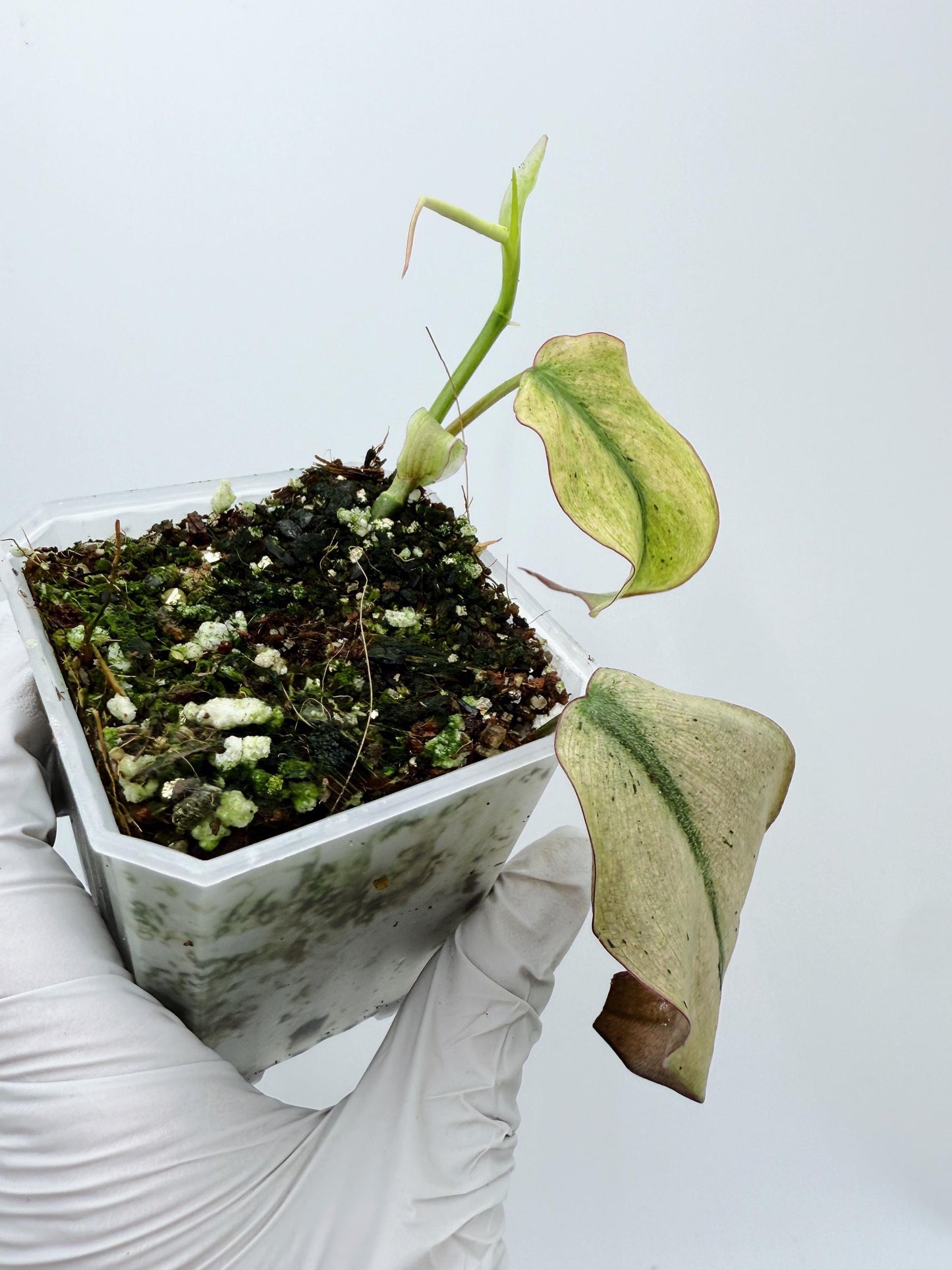 Philodendron Mican Mint Variegated