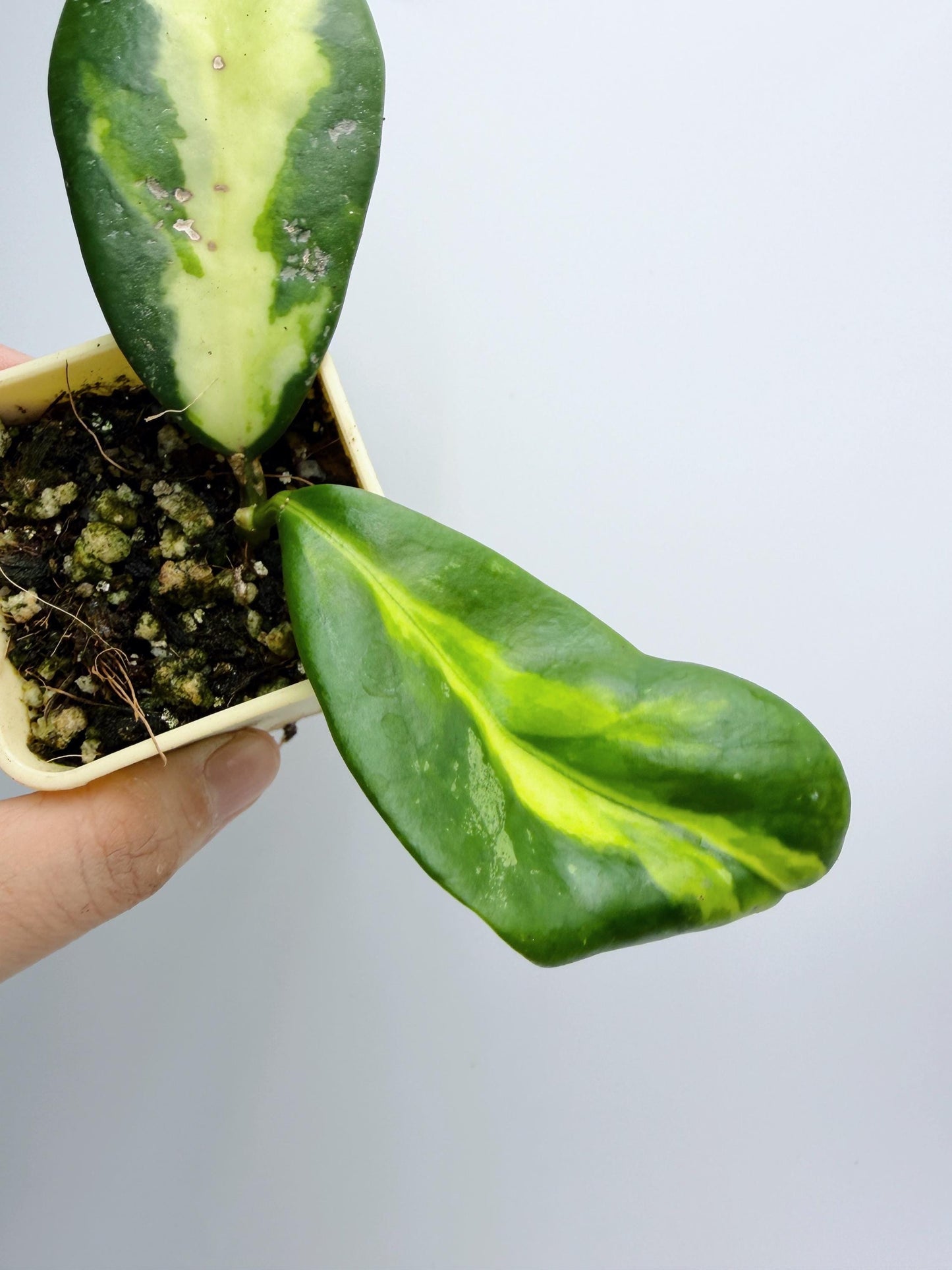 Hoya Diversifolia Maharani Variegata
