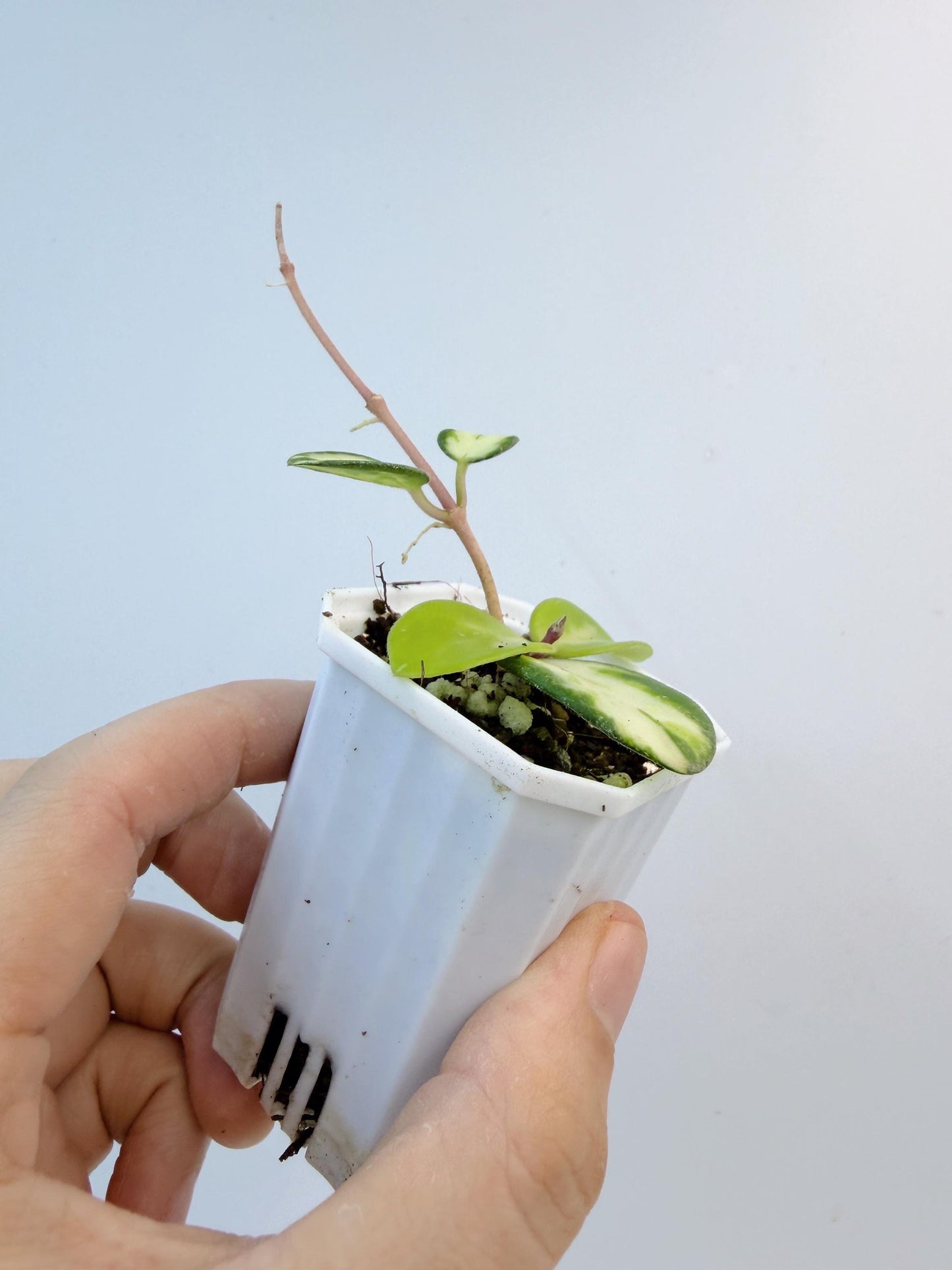 Hoya Mathilde Inner Variegated