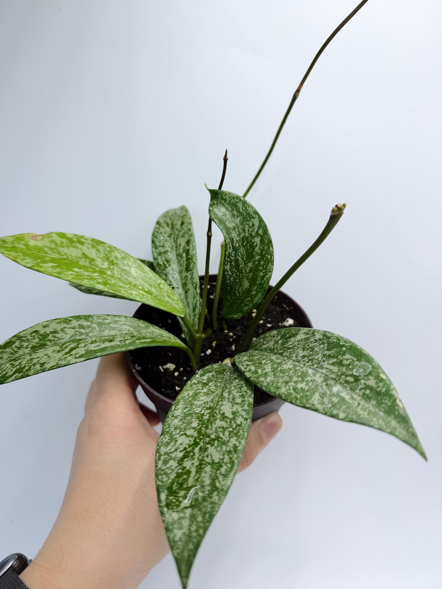 Hoya Pubicalyx Pink Silver Ghost
