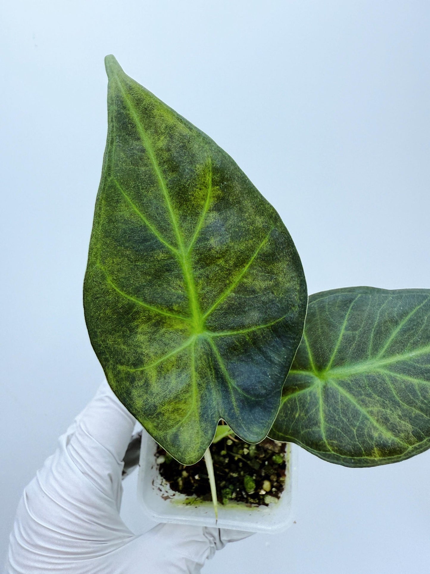 Alocasia Regal Shield Aurea