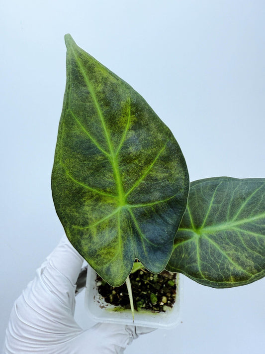 Alocasia Regal Shield Aurea