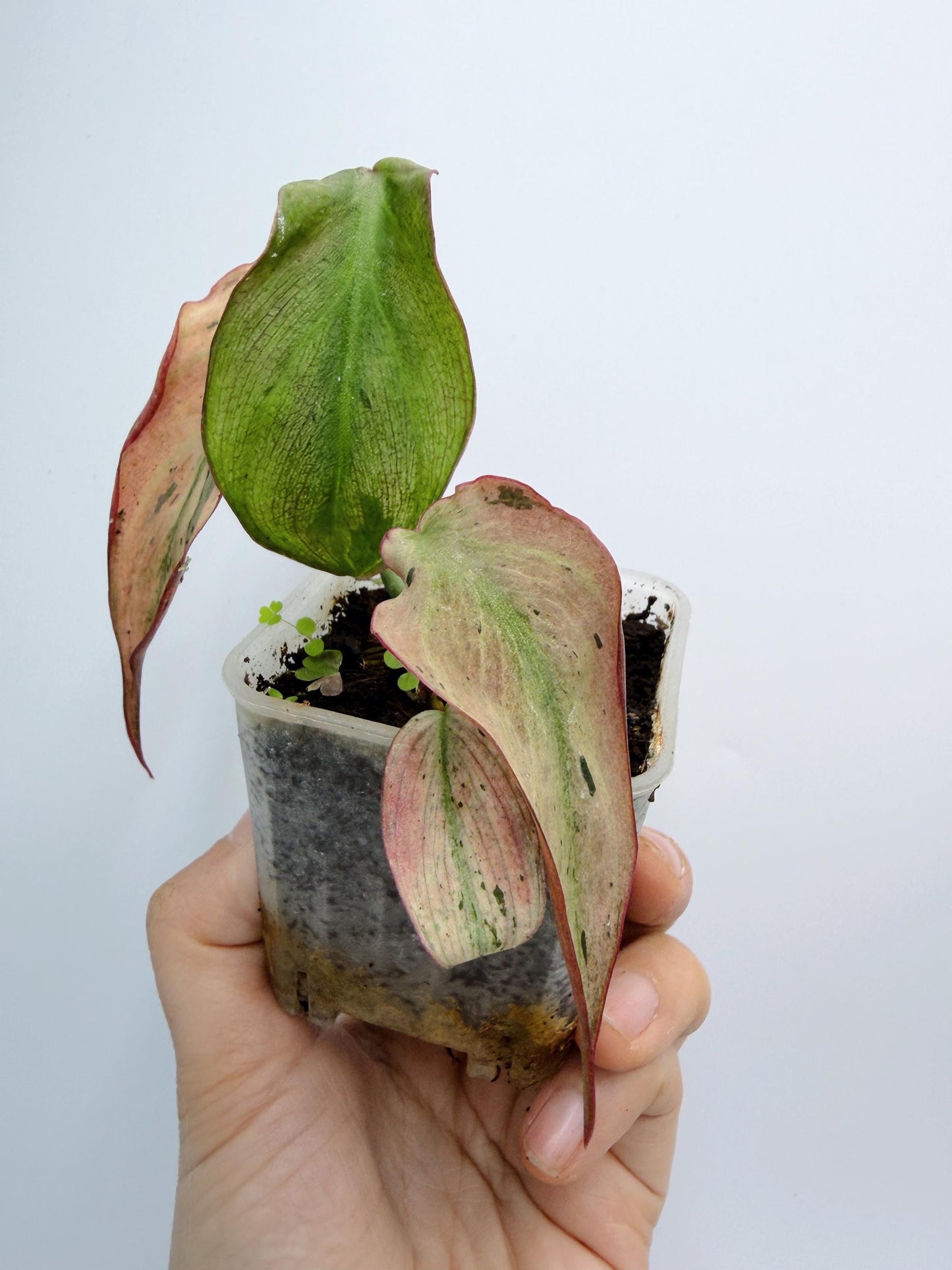 Philodendron Mican Mint Variegated