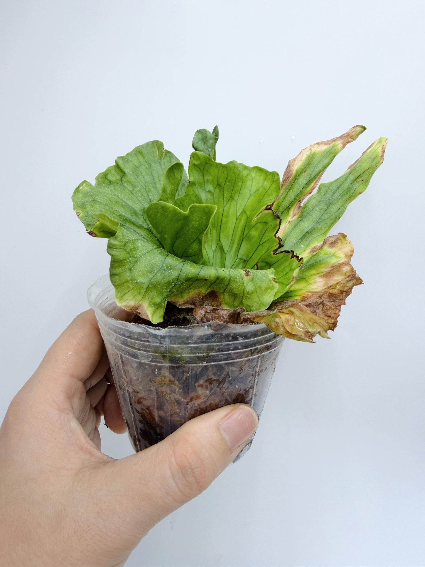 Platycerium wandae 'Dwarf Curling'