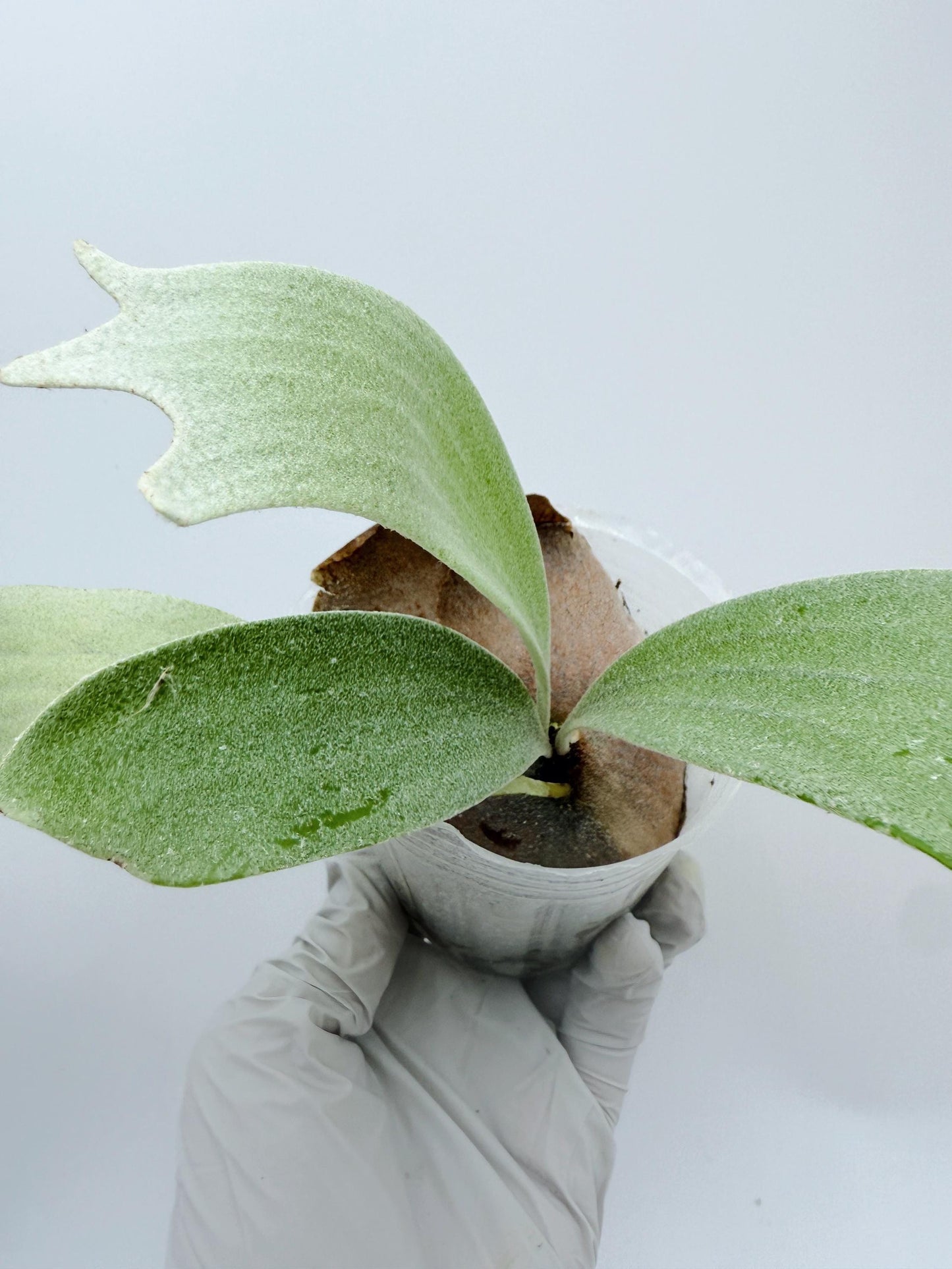 Platycerium Bifurcatum sp.White