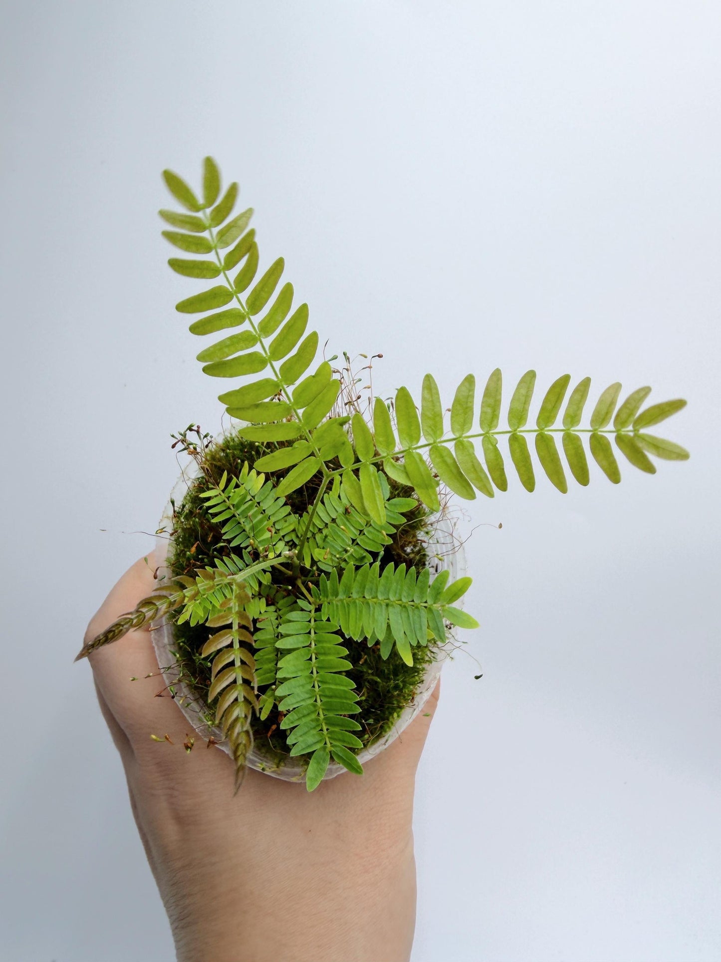 Cojoba Arborea (Everfresh tree)