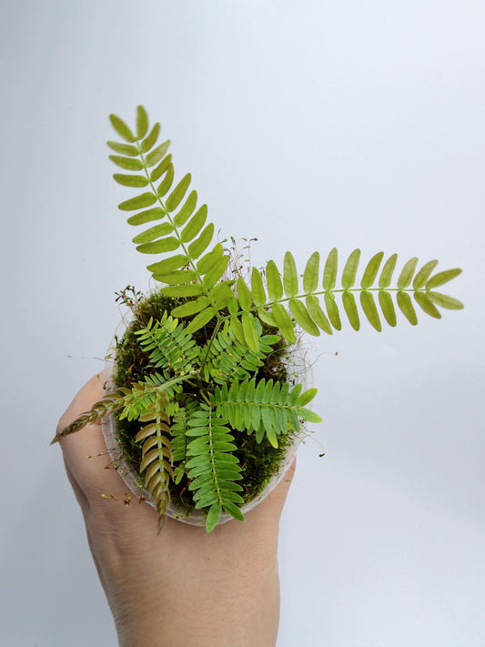 Cojoba Arborea (Everfresh tree)