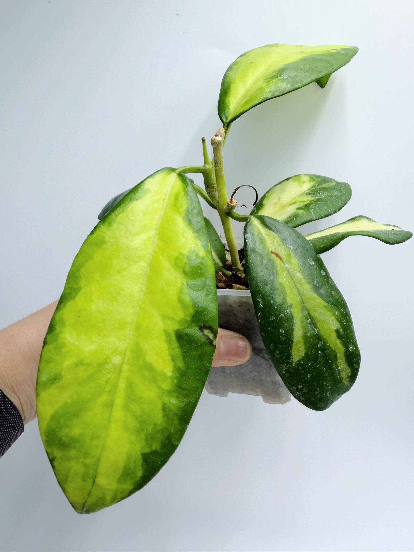 Hoya Diversifolia Maharani Variegata