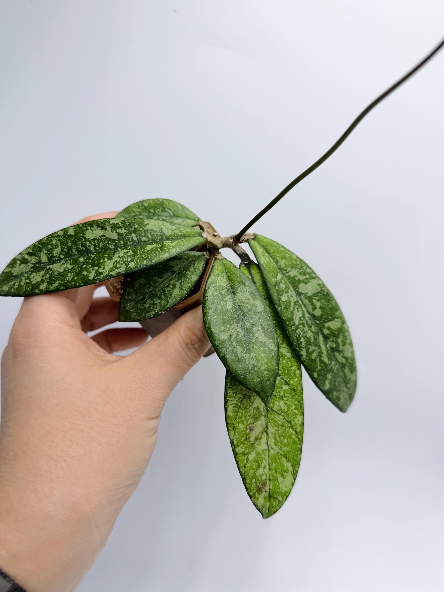 Hoya Crassipetiolata Splash