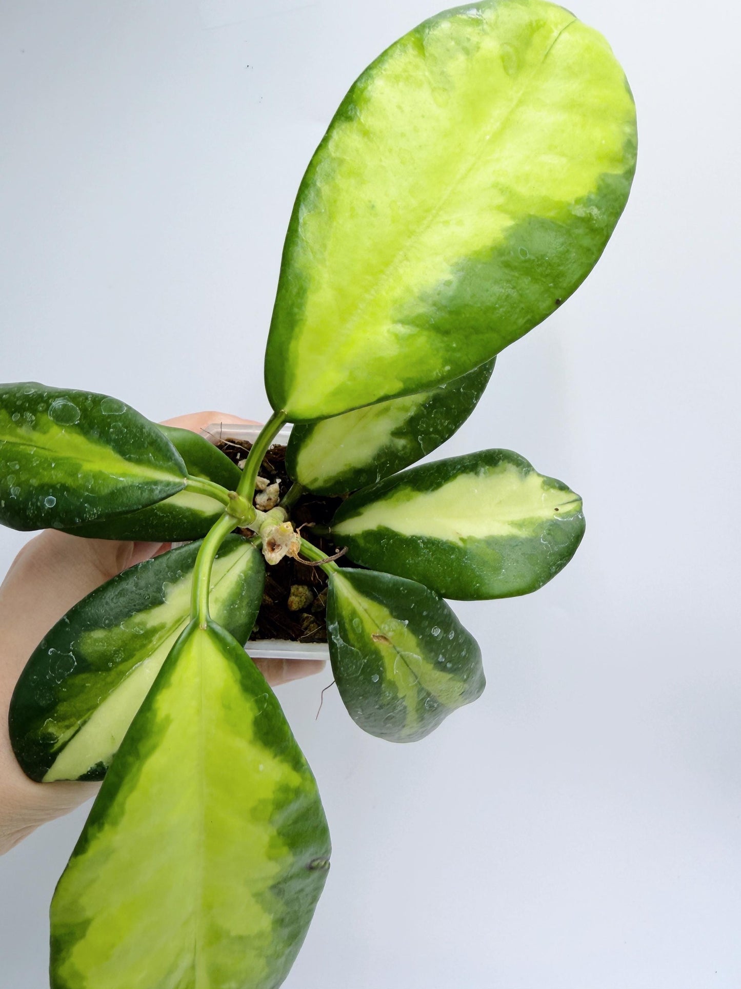 Hoya Diversifolia Maharani Variegata