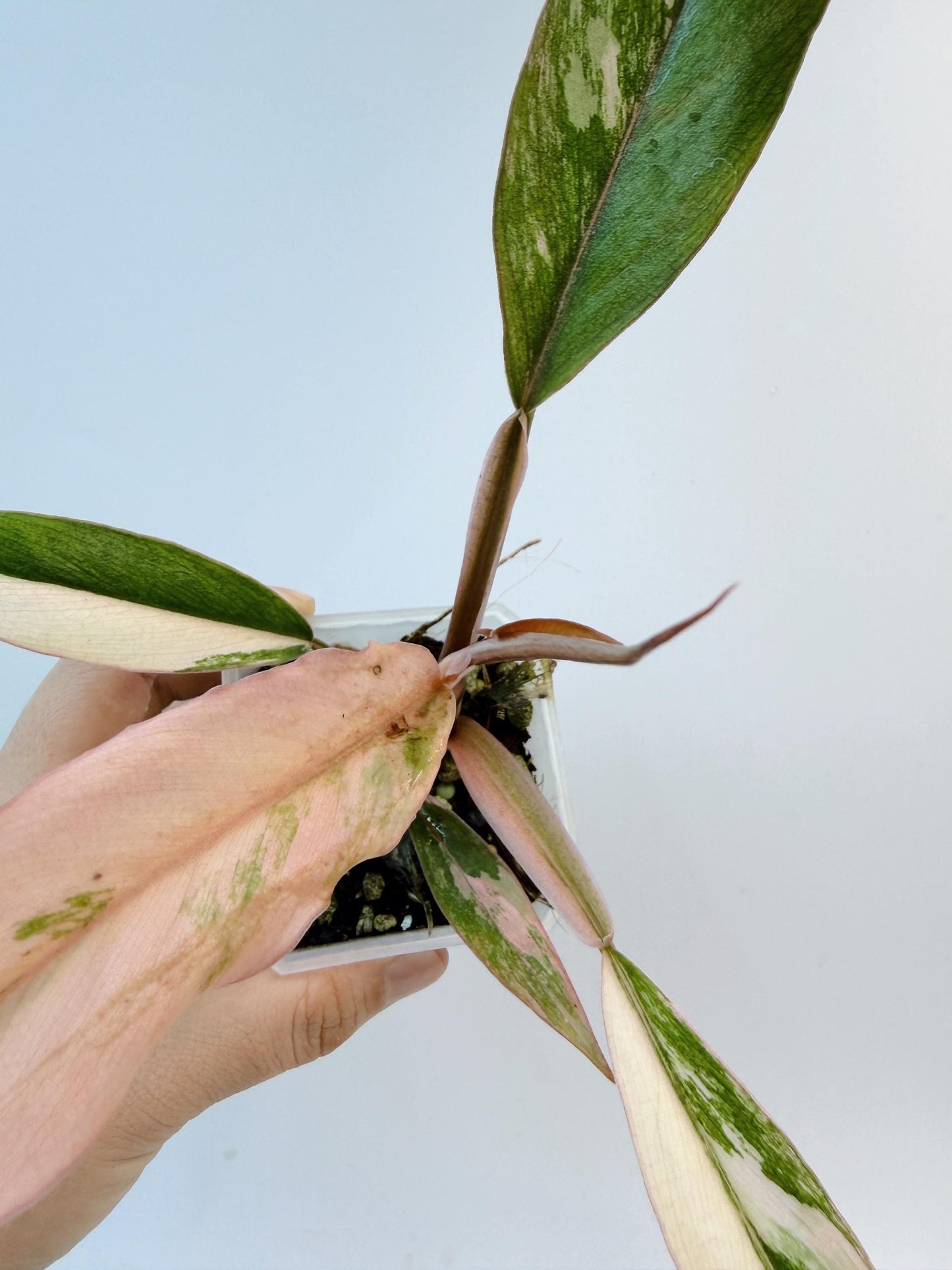 Philodendron Caramel Marble