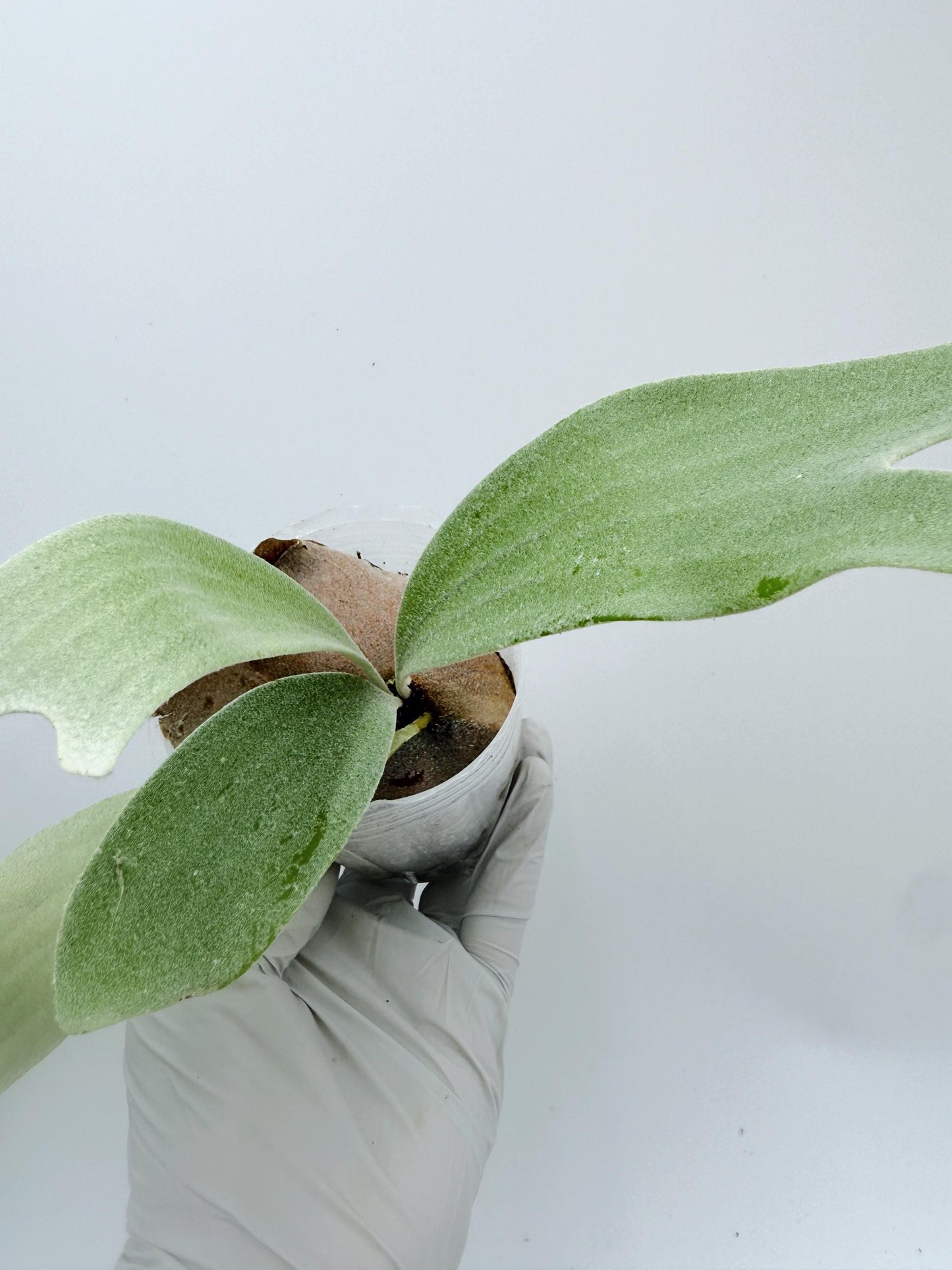 Platycerium Bifurcatum sp.White