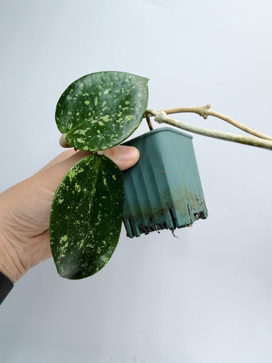 Hoya Verticillata Heart Leaves Splash