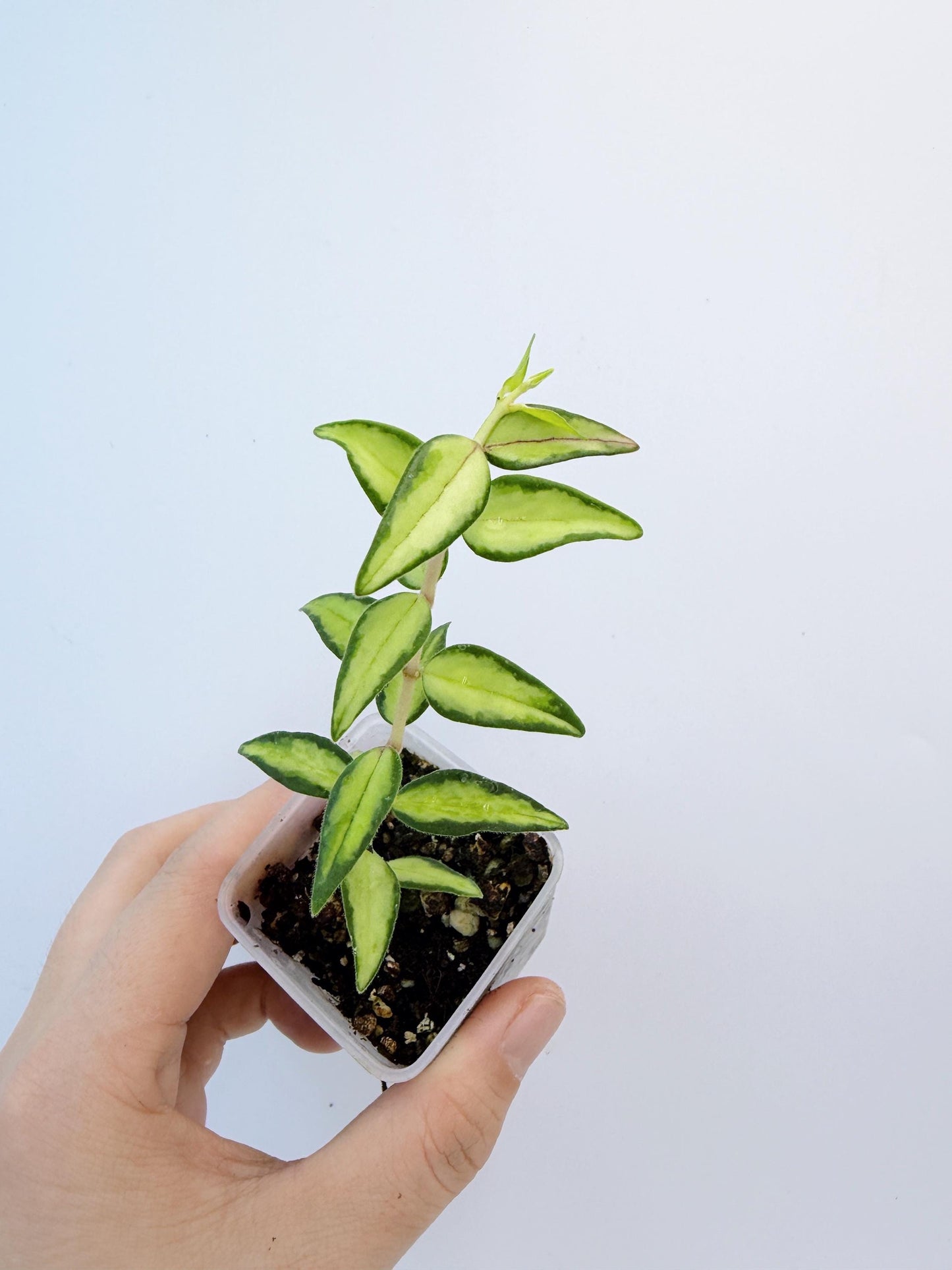 Hoya Bella Inner Variegated