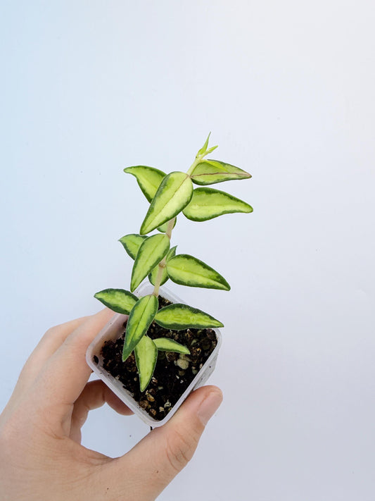 Hoya Bella Inner Variegated