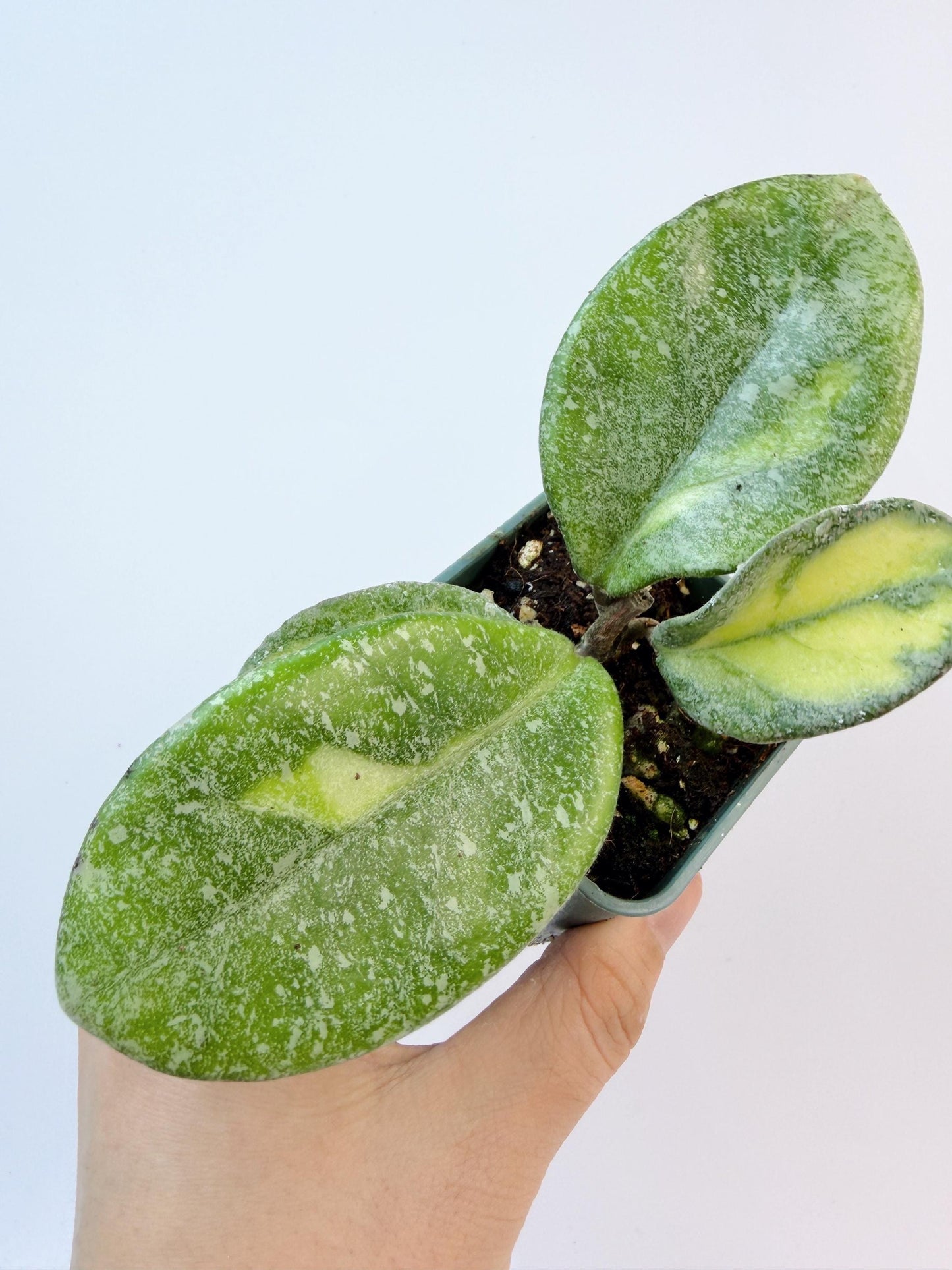 Hoya Argentea Princess