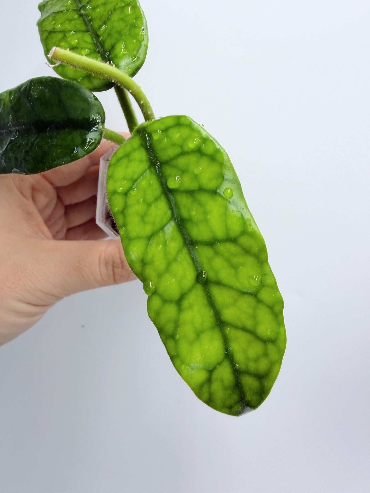 Hoya Globulosa (long leaf)
