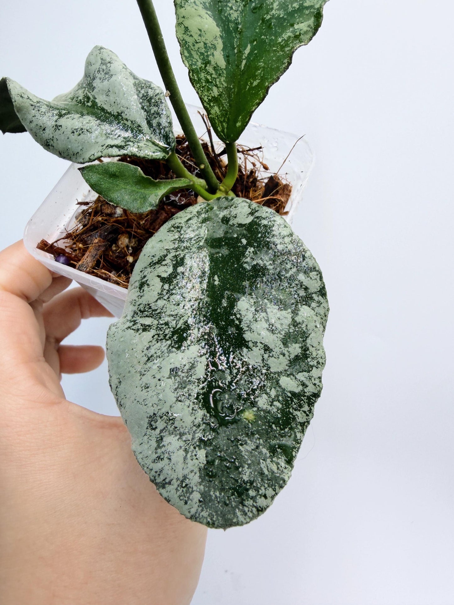 Hoya Wymaniae Splash