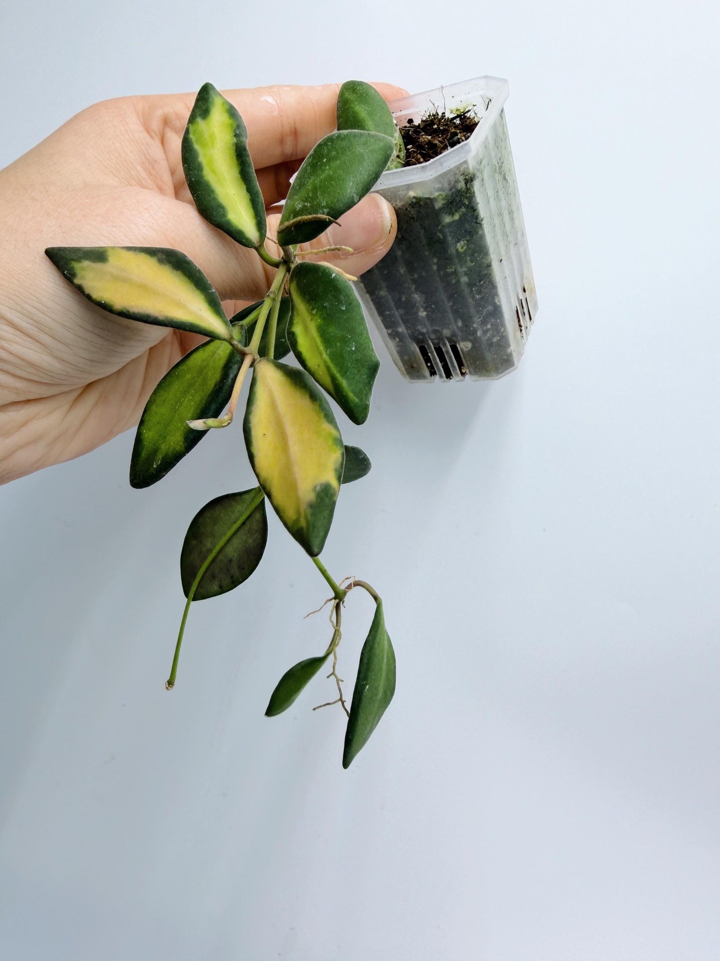 Hoya Burtoniae Variegated
