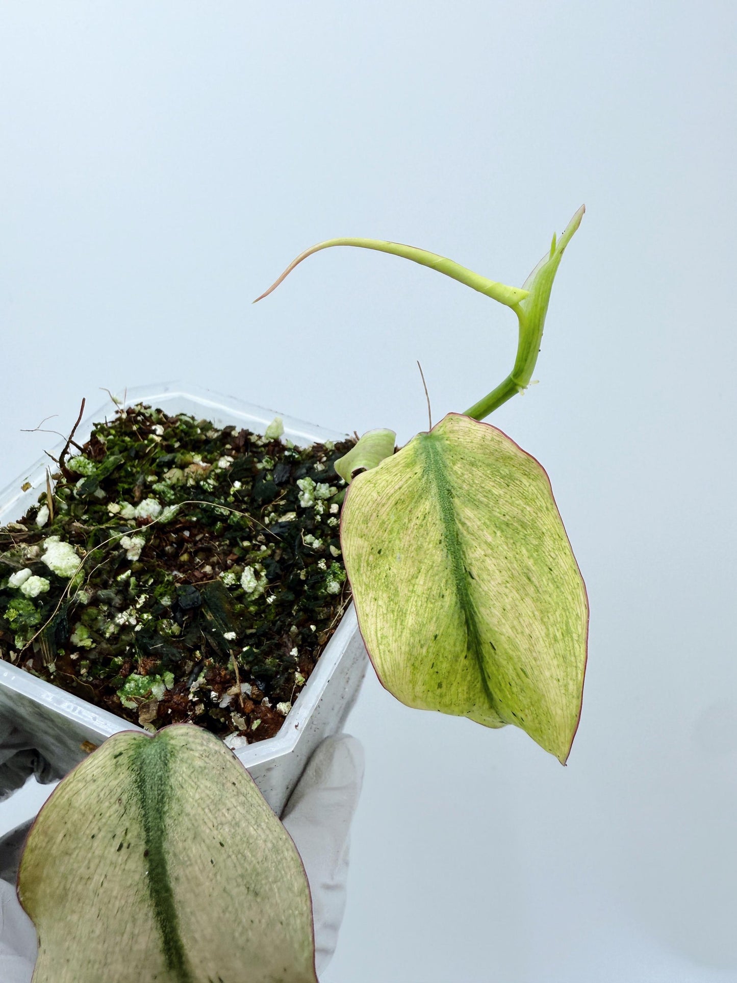 Philodendron Mican Mint Variegated