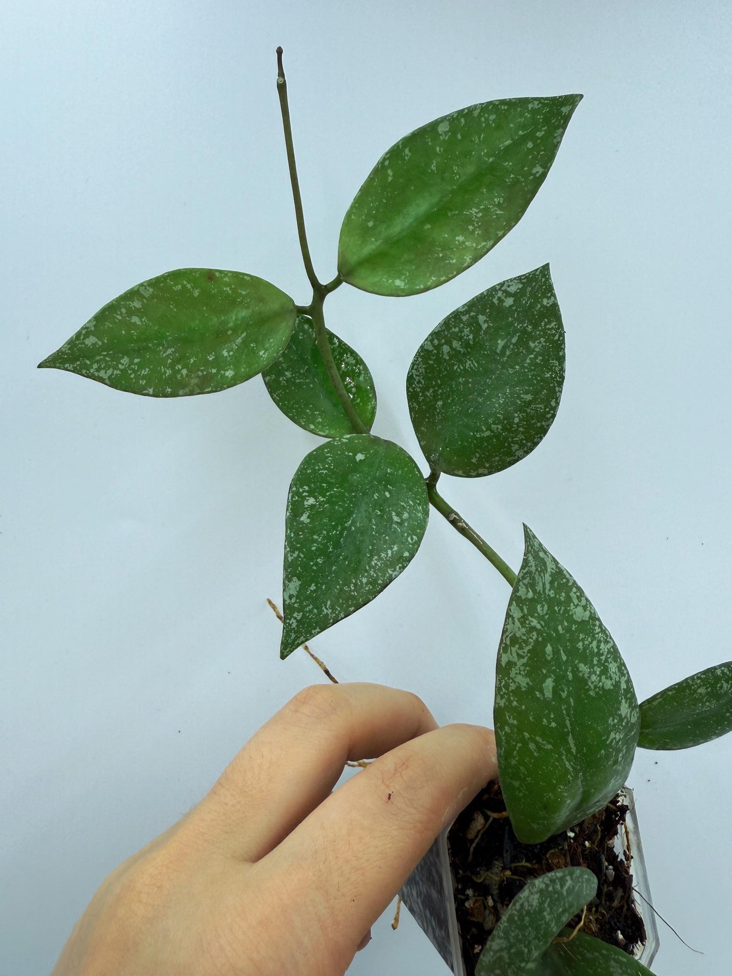 Hoya Nabawanensis Splash