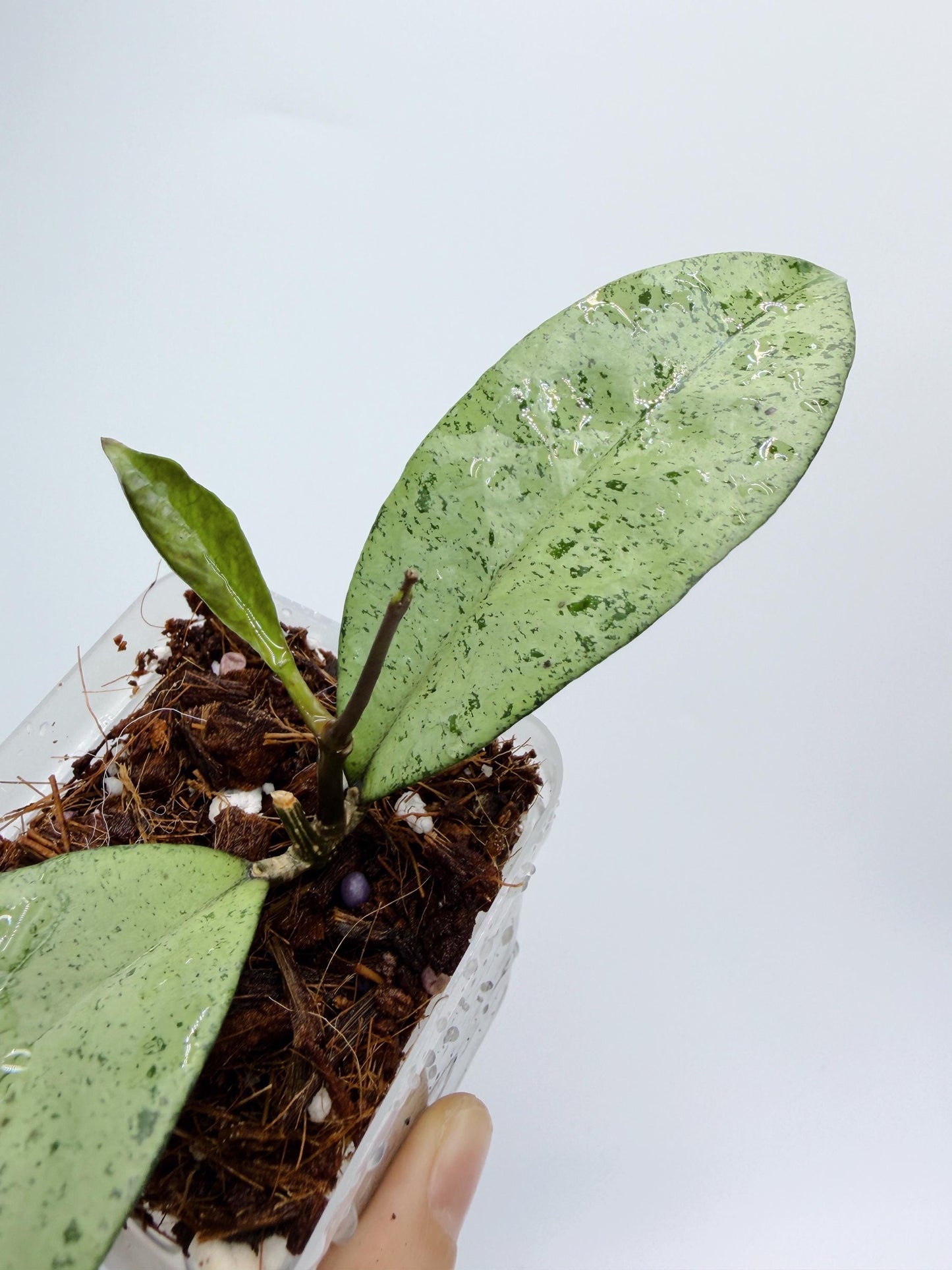 Hoya Crassipetiolata x Michele - High Silver