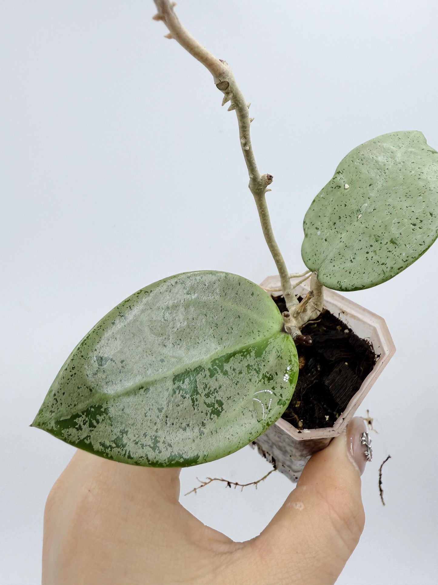 Hoya Verticillata Heart Leaves Silver