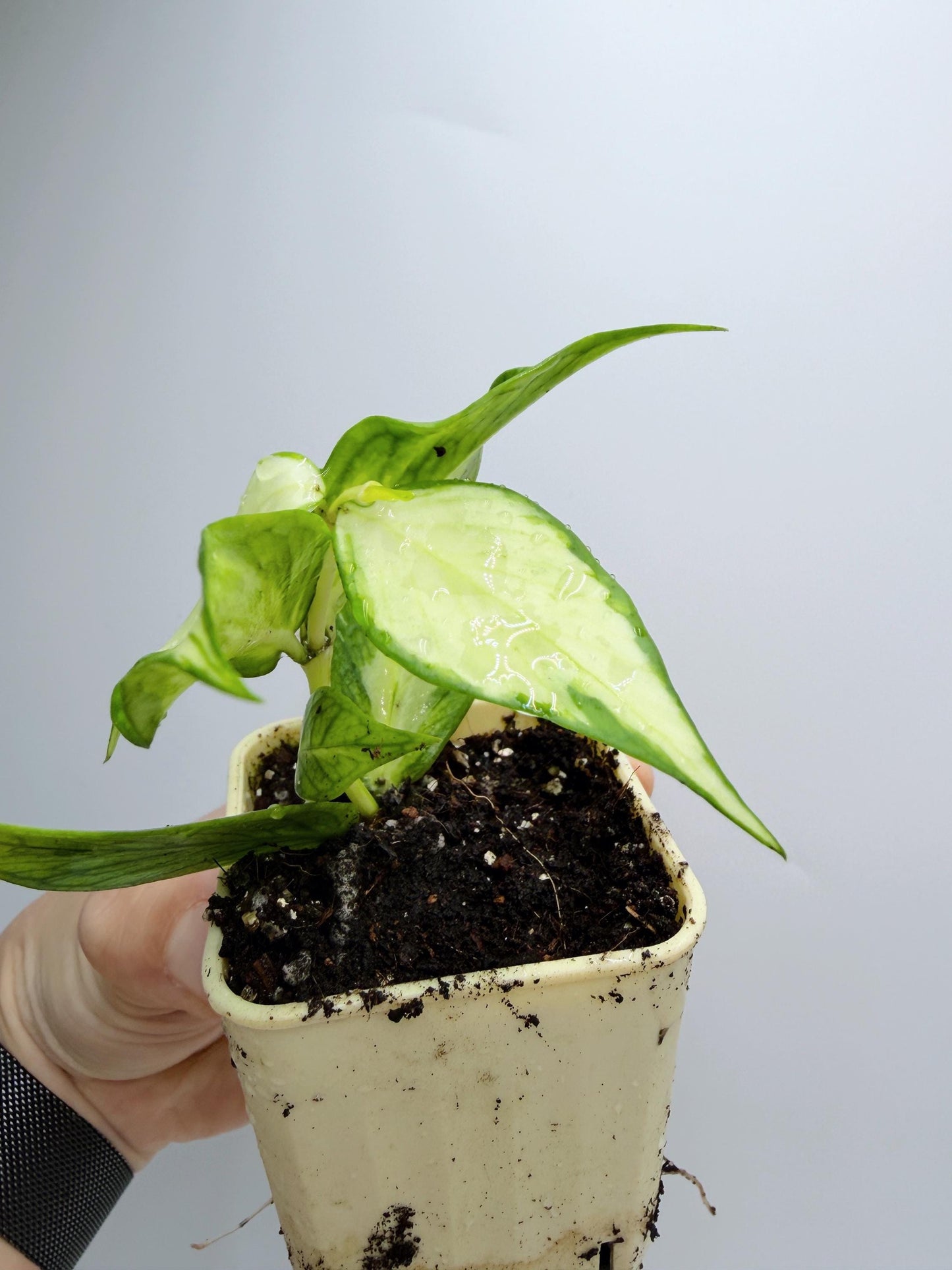 Hoya Polyneura Inner Variegated