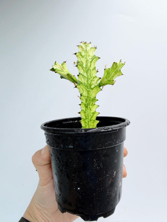 Euphorbia Trigona Variegated