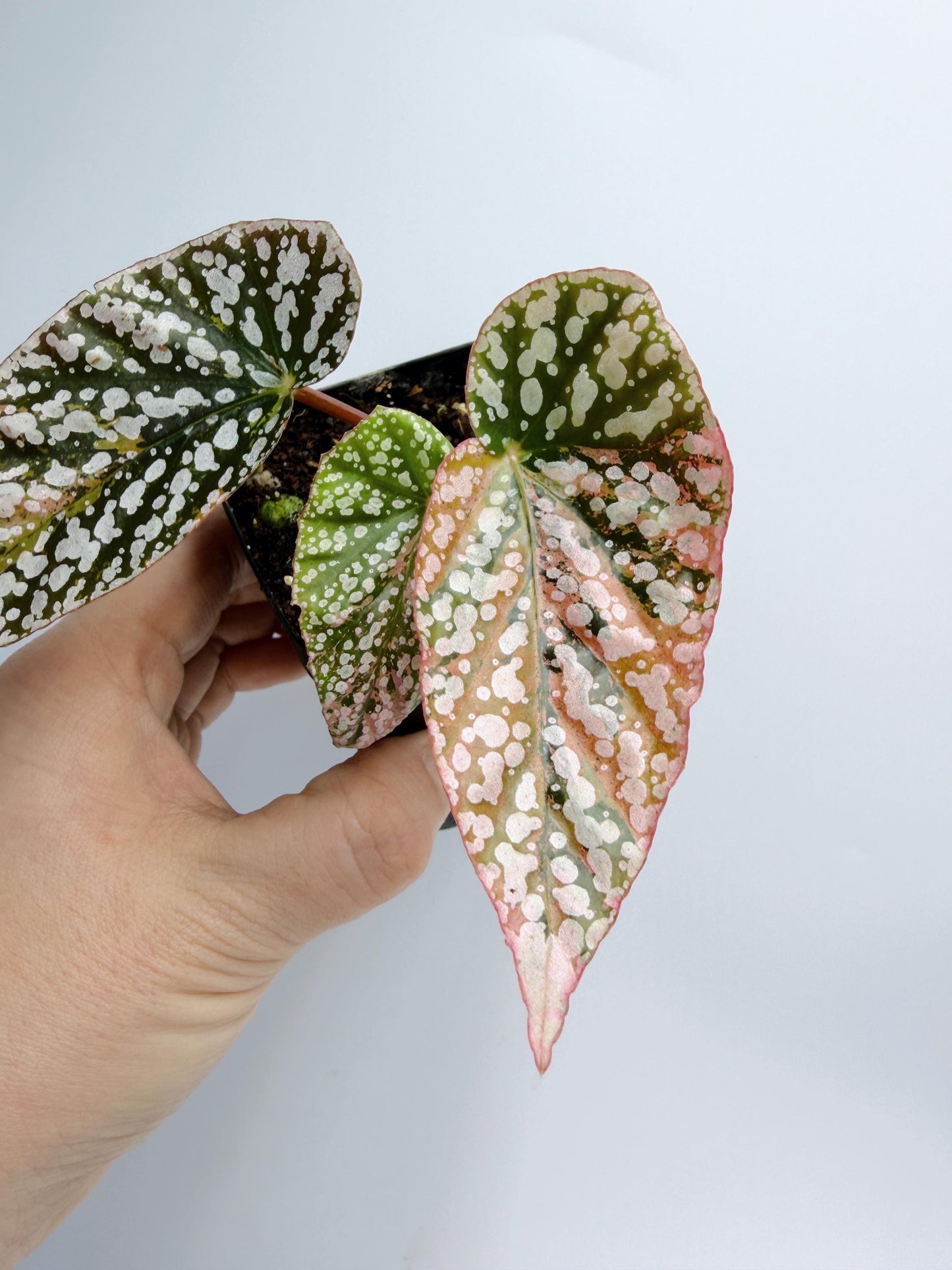 Begonia Snow Capped Variegated