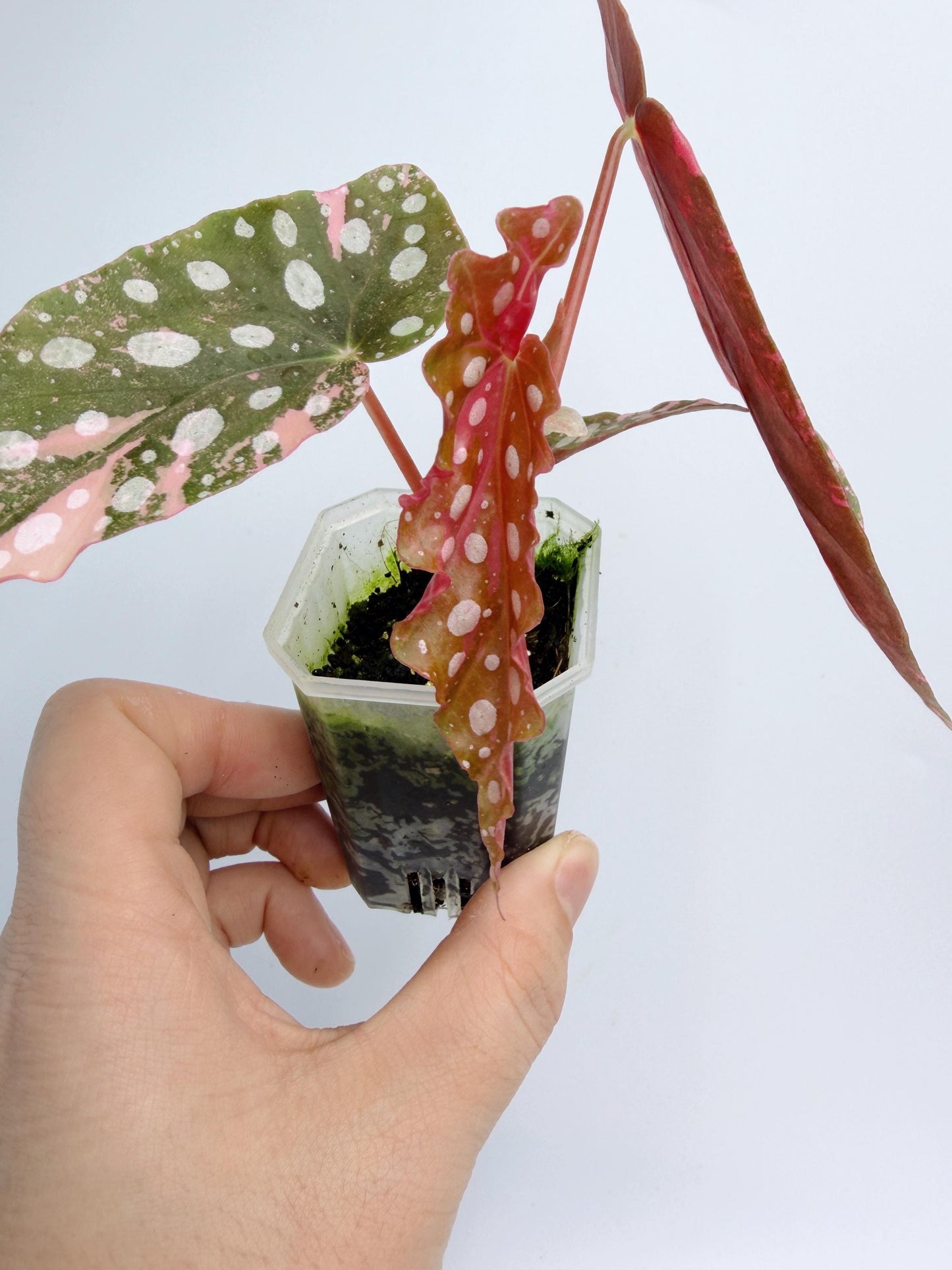 Begonia Maculata Pink Variegated