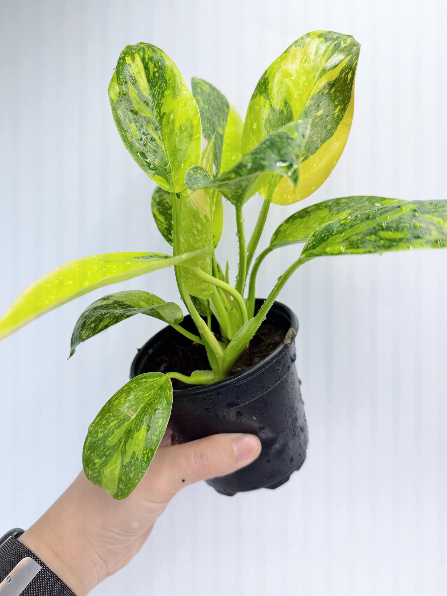 Philodendron Green Congo Nuclear