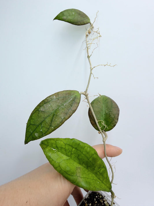 Hoya Tequila Sunrise