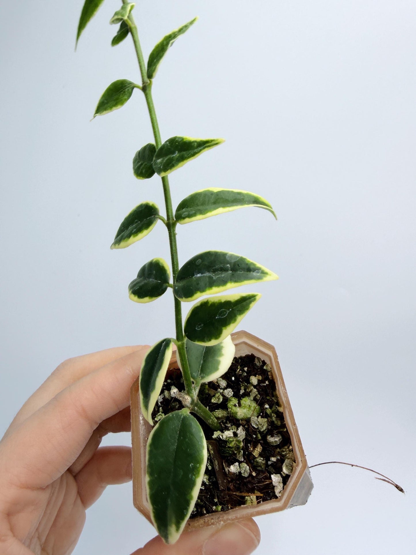 Hoya Bella Outer Variegated