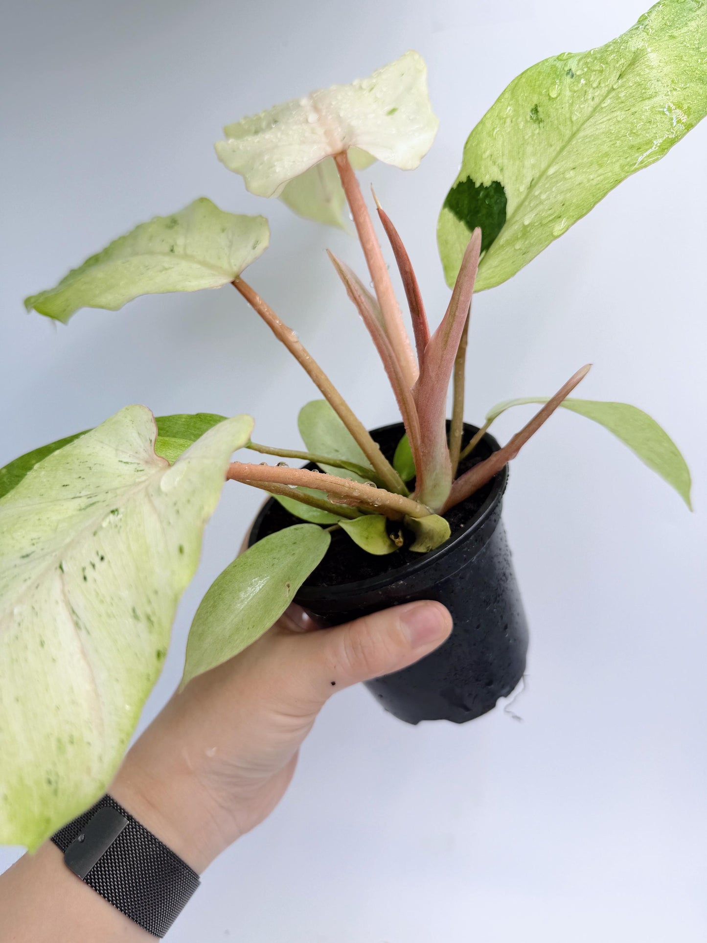 Philodendron Snow Drift