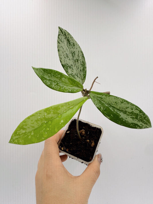 Hoya Pubicalyx Pink Silver Ghost