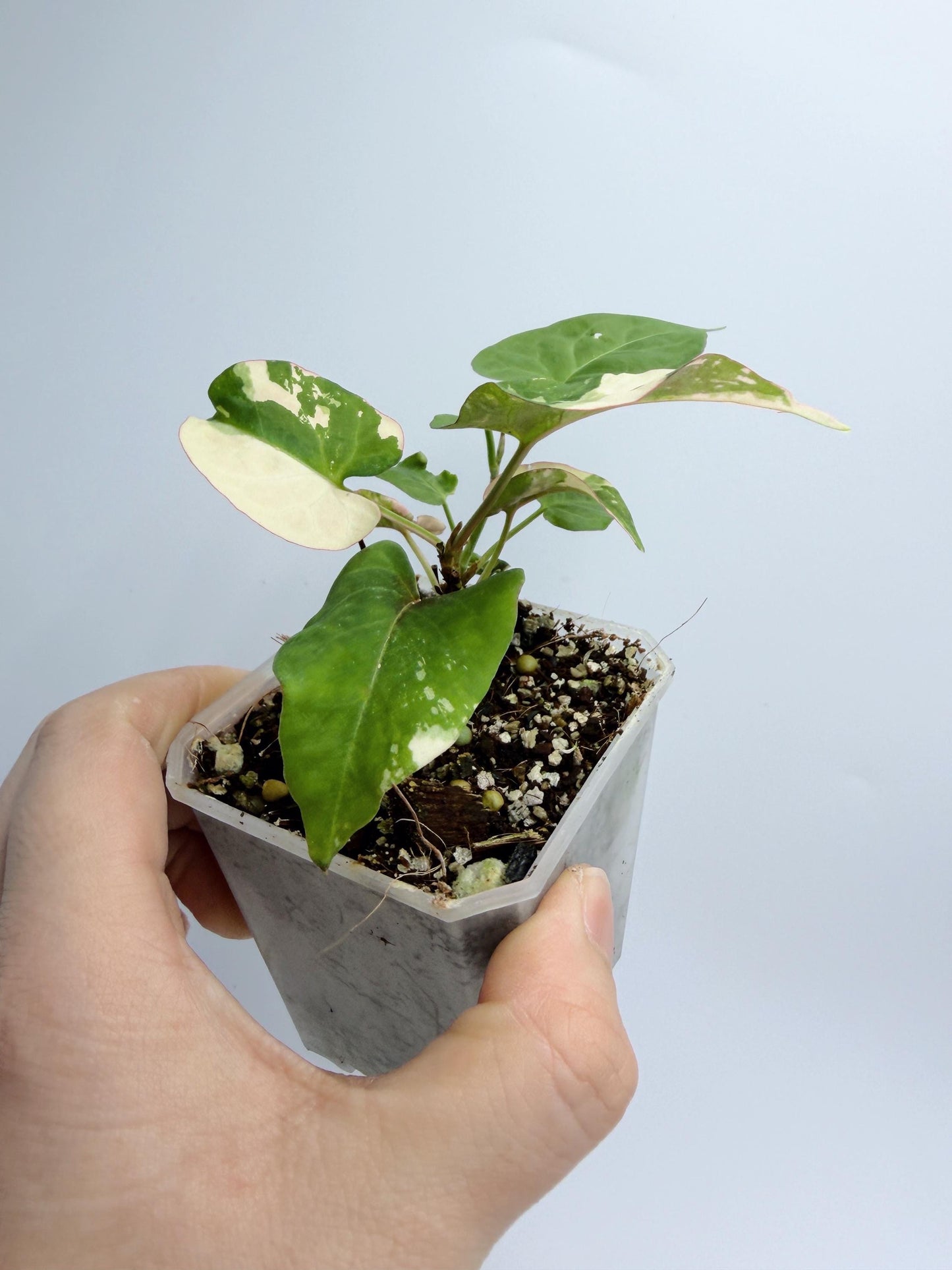 Fallopia Multiflora Variegated